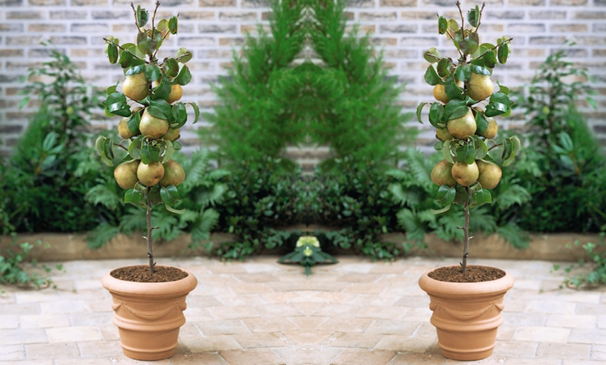 Image 9: Orchard Fruit Tree Collection - 5 Potted Plants