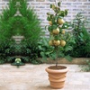 Image 9: Orchard Fruit Tree Collection - 5 Potted Plants