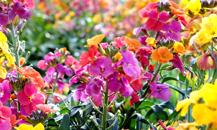 Image 5: 10, 20 or 40 Wallflower Dwarf Scented Mixed Hardy Plants