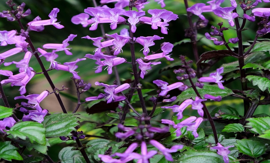 Image 3: Purple Plectranthus 'Magic Mona’ - 1, 3 or 5 Potted Plants