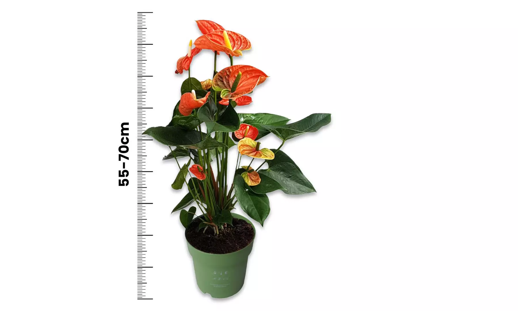 Planta de anturio en maceta de 12, 14 o 17 cm de Rootz