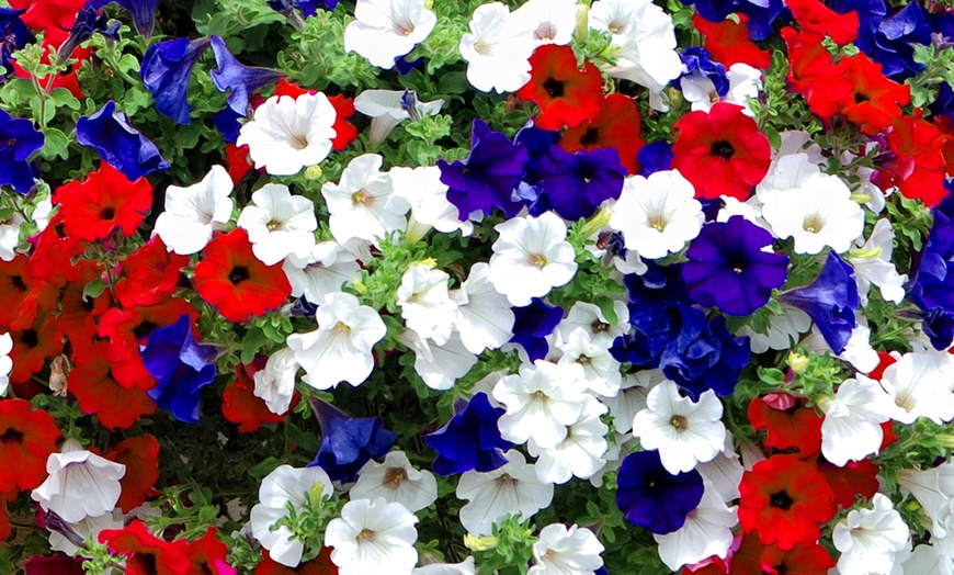 Image 5: Pack of Two Preplanted 'Patriotic' Mix Hanging Baskets