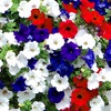 Image 5: Pack of Two Preplanted 'Patriotic' Mix Hanging Baskets