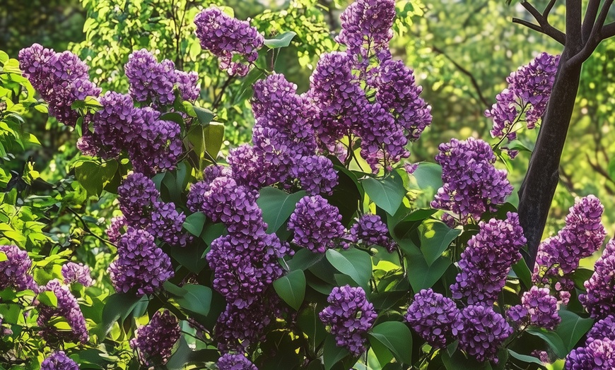 Image 3: Set de 4 lilas de variedad a elegir, entregadas en maceta, de Rootz