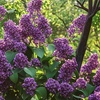 Image 3: Set de 4 lilas de variedad a elegir, entregadas en maceta, de Rootz