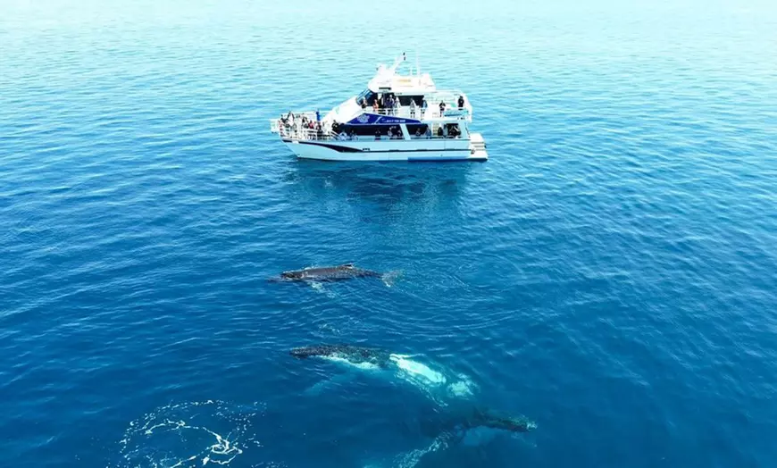 Image 3: Whale Watching Cruise at Augusta / Busselton / Dunsborough