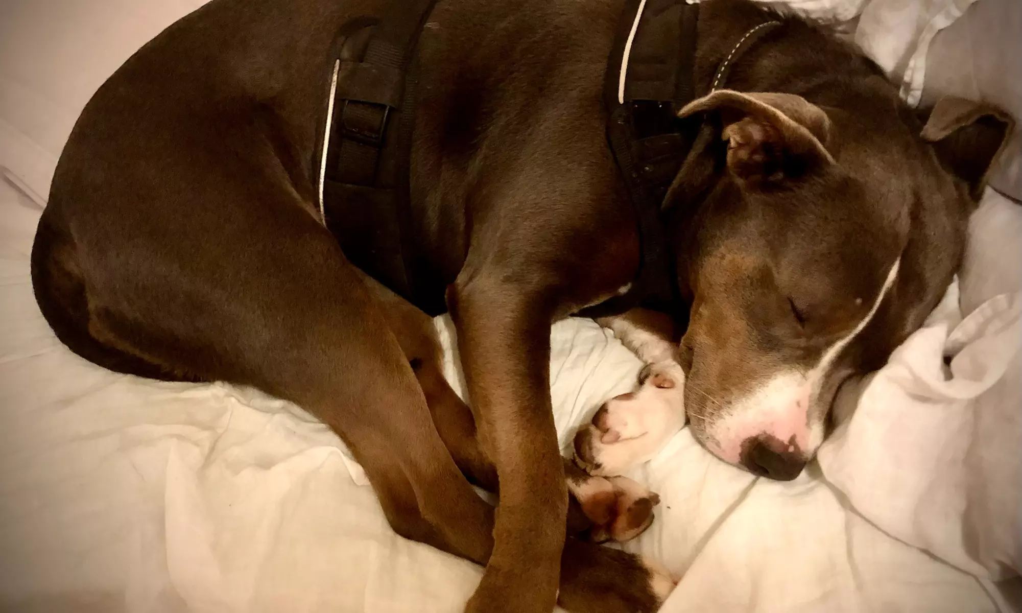 Choice of Swedish or Deep Tissue Massage + Champagne Toast