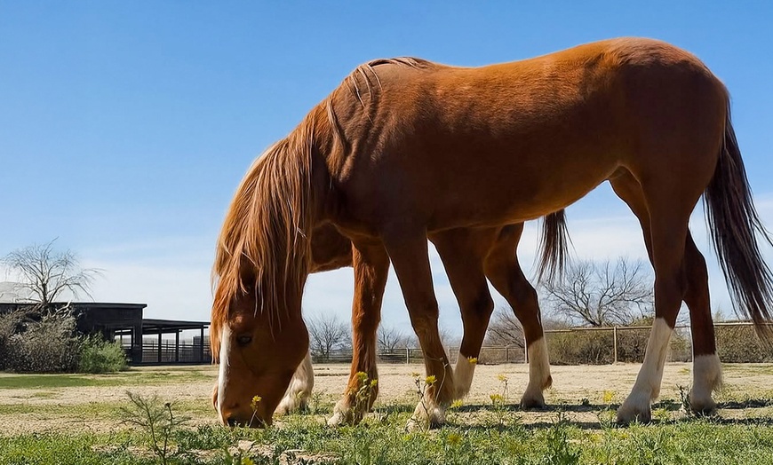 Image 8: Ride on with One or Four Horseback Riding Lessons for One or Two 