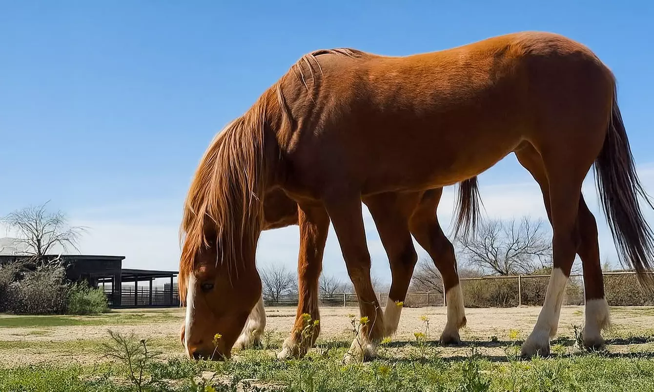 Ride on with One or Four Horseback Riding Lessons for One or Two