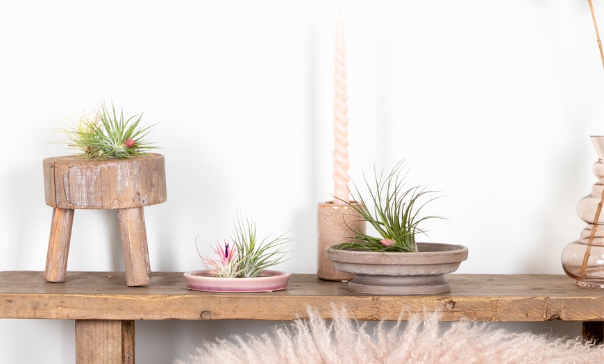 Image 4: 5 o 10 piante d'aria Tillandsia 