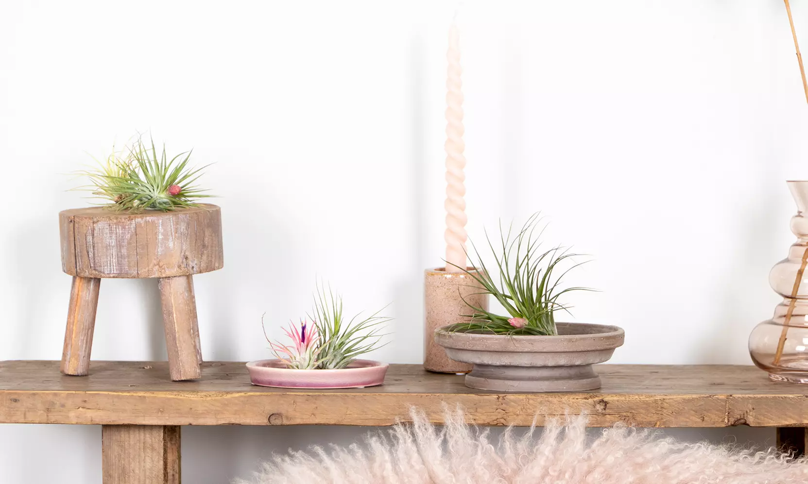 5 o 10 piante d'aria Tillandsia