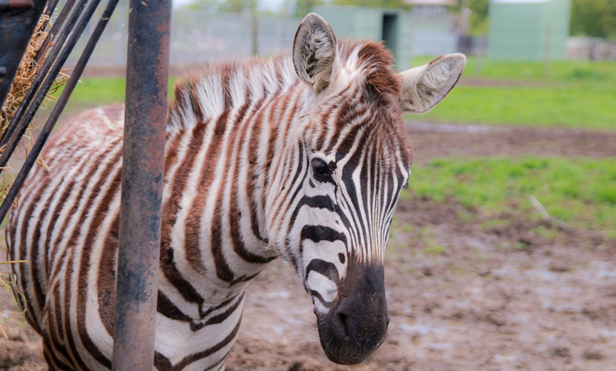 Image 20: African Safari Wildlife Park: Drive & Walk-Thru Safari w/ 400+ Animals