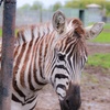 Image 20: African Safari Wildlife Park: Drive & Walk-Thru Safari w/ 400+ Animals