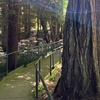 Image 11: SF's WildSide, Redwood & Hike or Golden Gate Park's Hidden Gems Tour