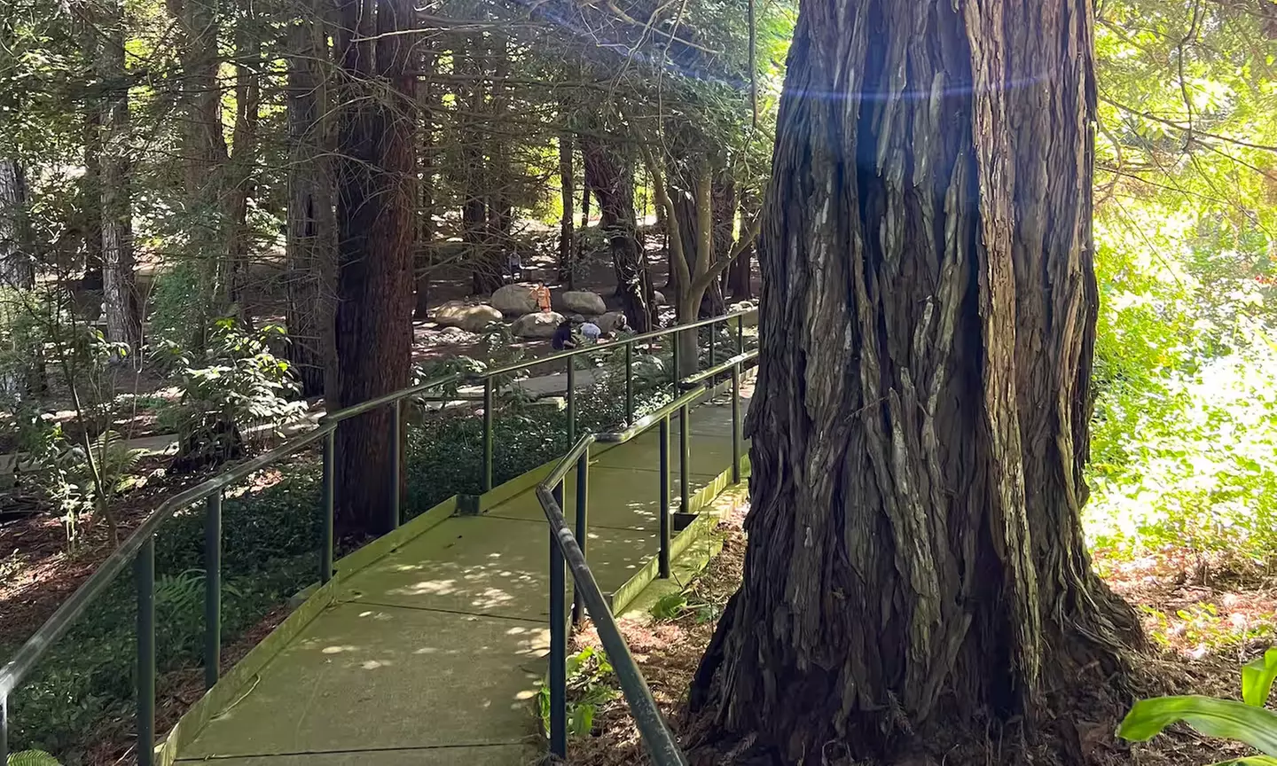 SF's WildSide, Redwood & Hike or Golden Gate Park's Hidden Gems Tour