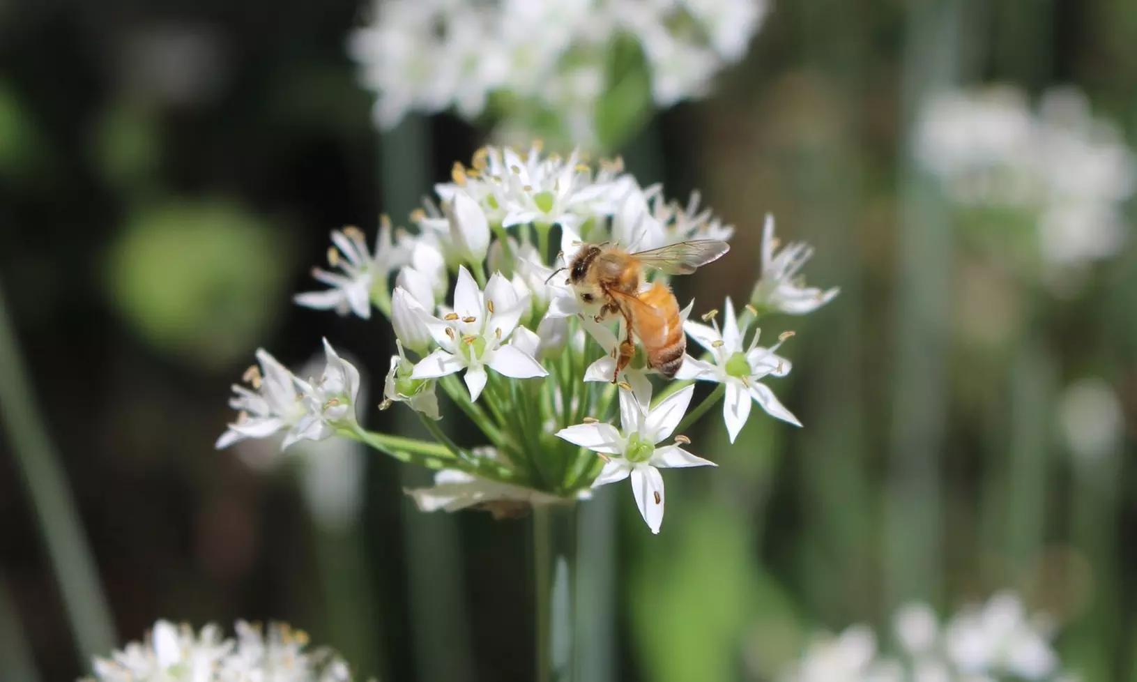 Graceful Beauty White Allium Flowers (15, 30, & 60 Bulbs With Planting Tool)