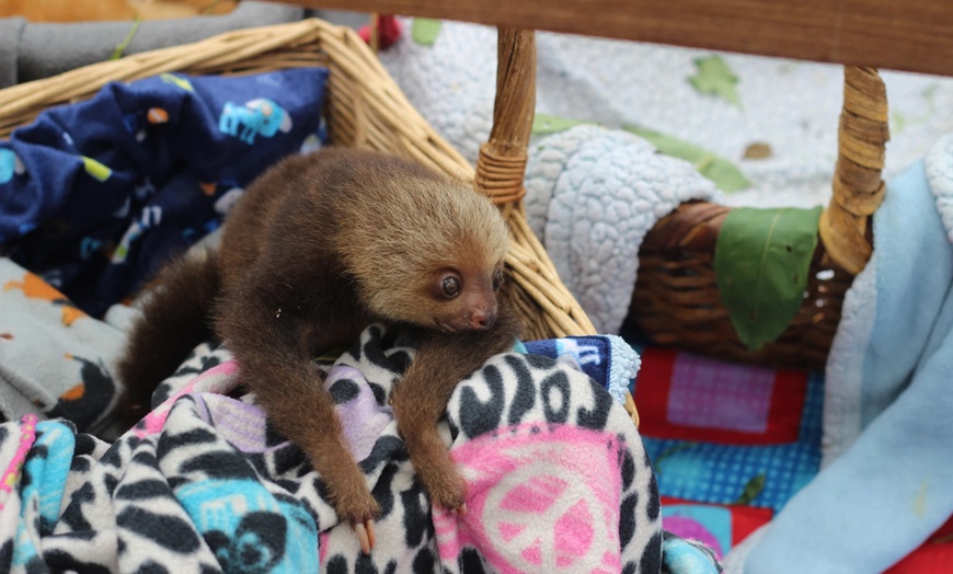 Image 20: ✈ 12-Day Ultimate Costa Rica RoadTrip w/ Air, Hotel & Car from Worldee