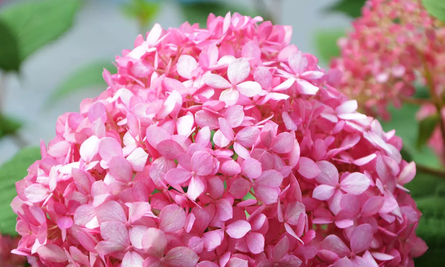 Collection de 4 ou 8 Hortensia, 20 - 40cm à la livraison, pot inclus - Primary Image