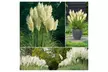3 ou 6 plantes d'herbe de la pampa, couleur au choix - Image 7