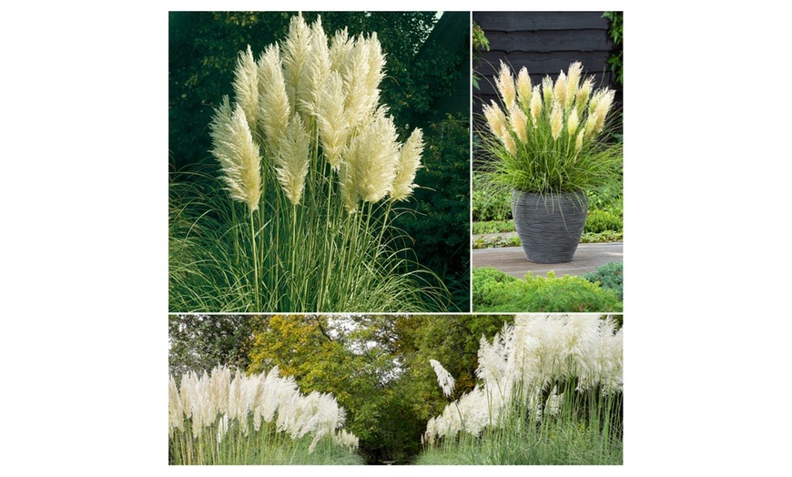 Image 7: 3 ou 6 plantes d'herbe de la pampa