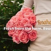 Image 3: A floral treasure: Garden & Peony-Style Roses from Rosaholics (Up to 71%% Off) 