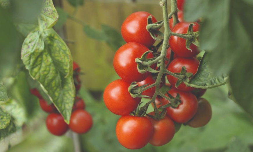 Image 6: Up to 6 Potted Plants or Up to 10 Postiplugs of Mixed Tomato Plants