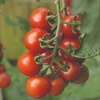 Image 6: Up to 6 Potted Plants or Up to 10 Postiplugs of Mixed Tomato Plants