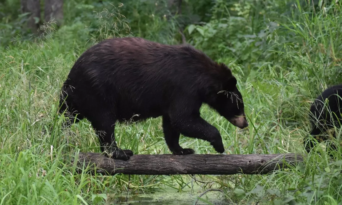 Up to 37% Off at Vince Shute Wildlife Sanctuary