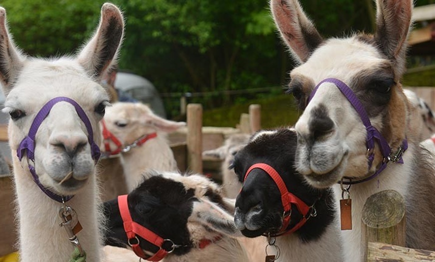Image 6: Winterliche Lamawanderung für 2 Personen im Pfälzerwald ❄️