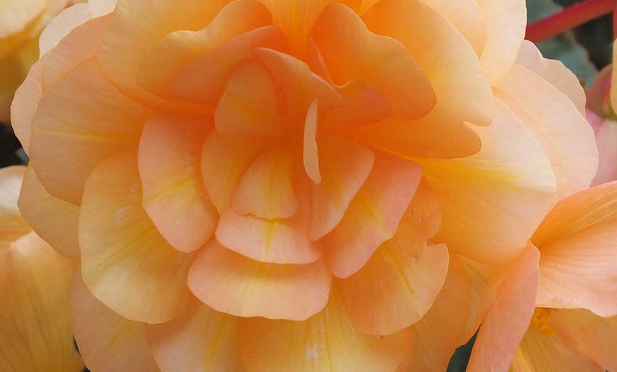 Image 7: Two Preplanted Begonia 'Apricot Fiery Shades' Hanging Baskets