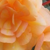 Image 7: Two Preplanted Begonia 'Apricot Fiery Shades' Hanging Baskets