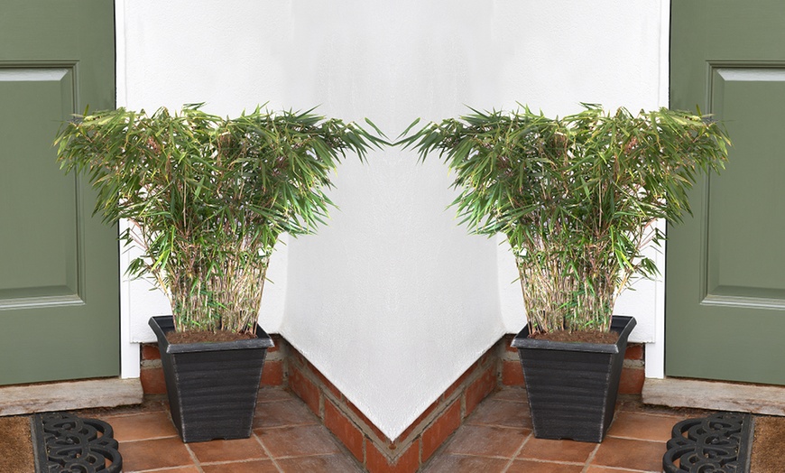 Image 6: One or Two Umbrella Bamboo 'Fargesia Rufa' Potted Plants 