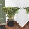 Image 6: One or Two Umbrella Bamboo 'Fargesia Rufa' Potted Plants 