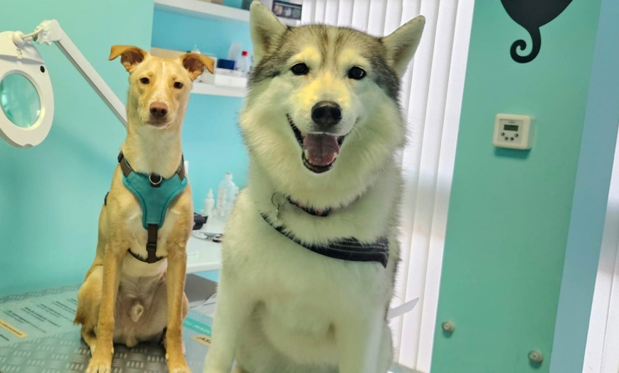 Image 1: Vacunas y consultas para perros y gatos con revisión y desparasitación