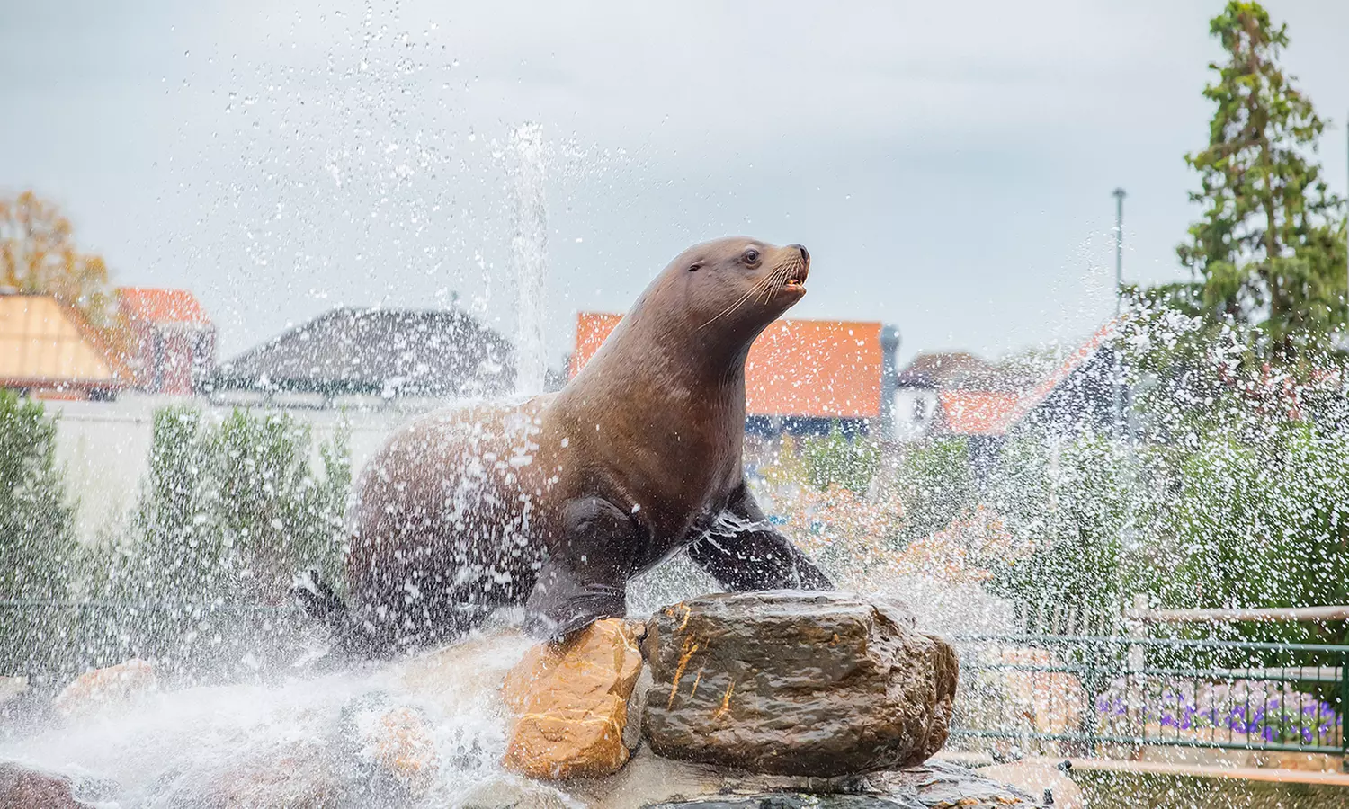 Einrittskarte "Dolfinarium" in Harderwijk, Niederlande für 1 Person