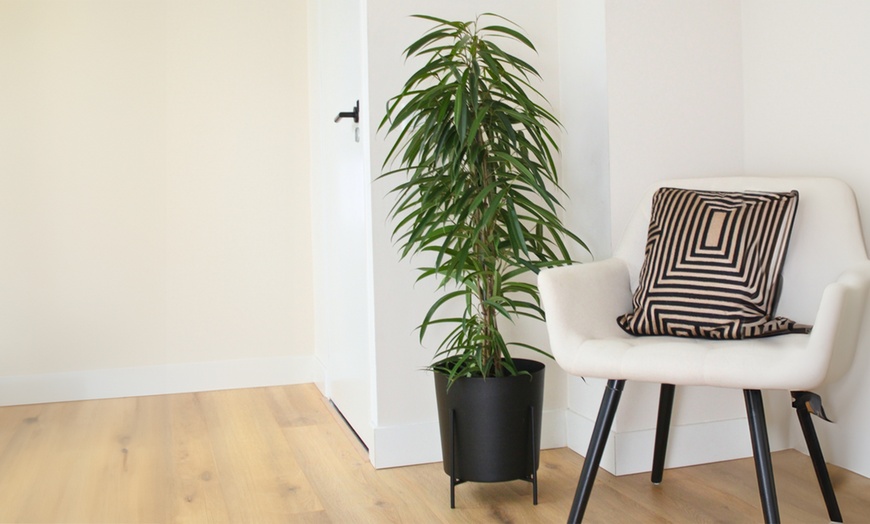 Image 1: Ficusplant in soort naar keuze van het merk Rootz