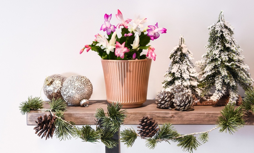 Image 2: Tricolor Christmas Cactus Plant