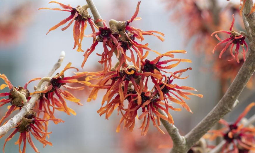 Image 1: Witch Hazel - Hamamelis intermedia 'Orange Beauty'