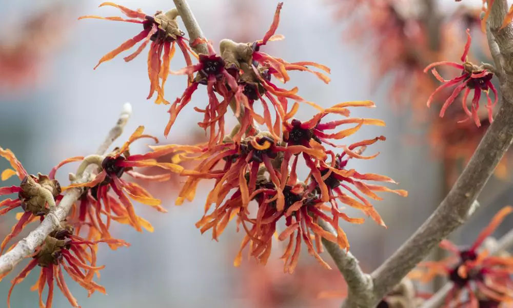 Witch Hazel - Hamamelis intermedia 'Orange Beauty' - Primary Image
