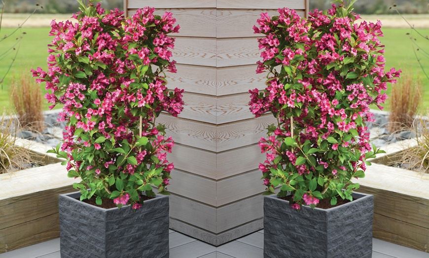 Image 1: Weigela Towers of Flowers ‘Cherry’ - 1 or 2 Plants