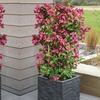 Image 1: Weigela Towers of Flowers ‘Cherry’ - 1 or 2 Plants