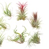 Image 2: Set van 5 of 10 Tillandsia luchtplanten