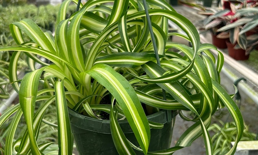 Image 13: Curly Charm: Spider Plant 'Bonnie' – Easy Care & Air-Purifying from House Plant Shop with Free Shipping Up to 15%Off