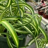 Image 13: Spider Plant 'Bonnie' in 3", 4", 6", and 8" sizes – Easy Care & Air-Purifying with Free Shipping Up to 15%Off