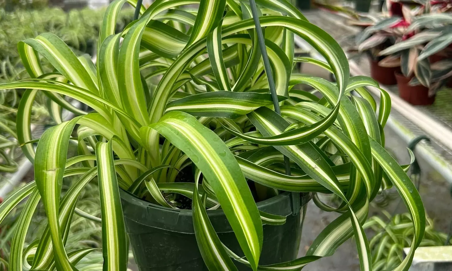 Curly Charm: Spider Plant 'Bonnie' – Easy Care & Air-Purifying from House Plant Shop with Free Shipping Up to 15%Off