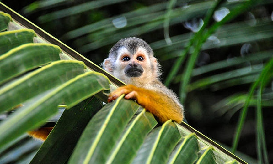 Image 5: 3- and 4-Star Mystery Costa Rica Hotel Stay with Tours