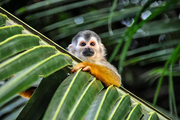 3- and 4-Star Mystery Costa Rica Hotel Stay with Tours