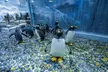 Entry to Dubai Aquarium, Underwater Zoo and Penguin Cove Zoo for One, Two or Four at RS Tourism (Up to 13% Off) - Image 6