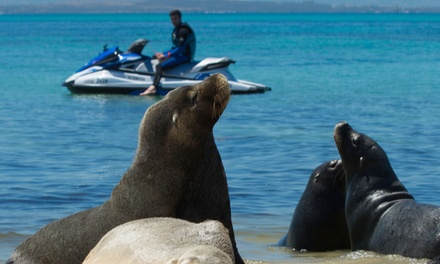 1-Hour Jet Ski Eco Tour - Solo Rider - Jet Ski Tours Perth Pty Ltd