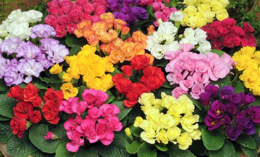 Image 12: Winter Flowering Primrose Mix - 24, 48 or 72 Plug Plants